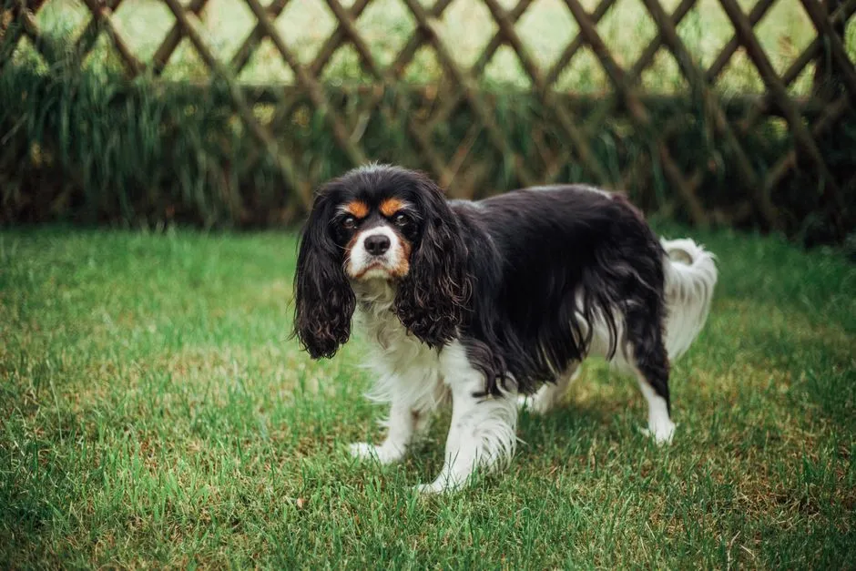#20 - Cavalier King Charles Spaniel: Rescued Before They're Surrendered (Image Credits: Pexels)