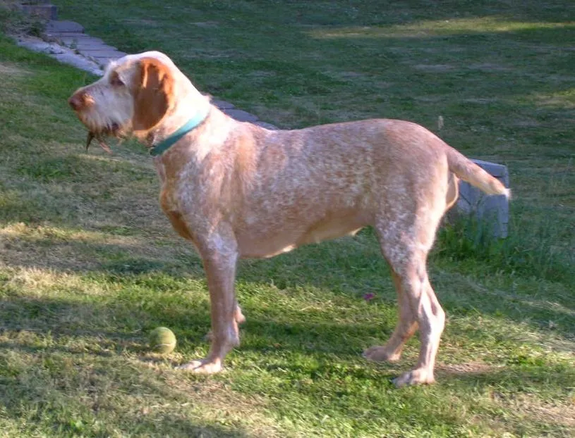 #6 - Spinone Italiano (CC BY-SA 3.0)