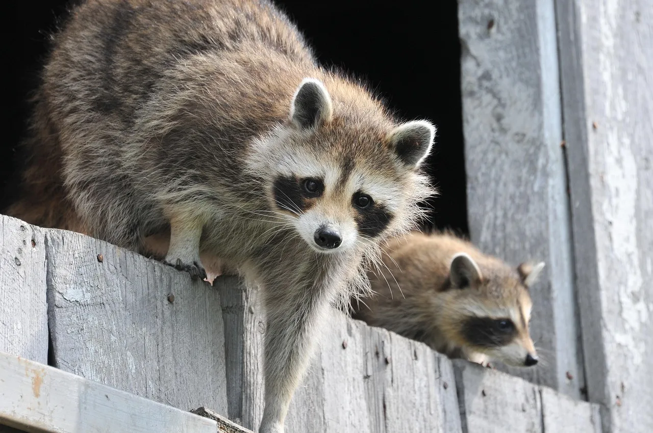 2. Raccoons: The Masked Bandits With Serious Attitude (Image Credits: Pixabay)
