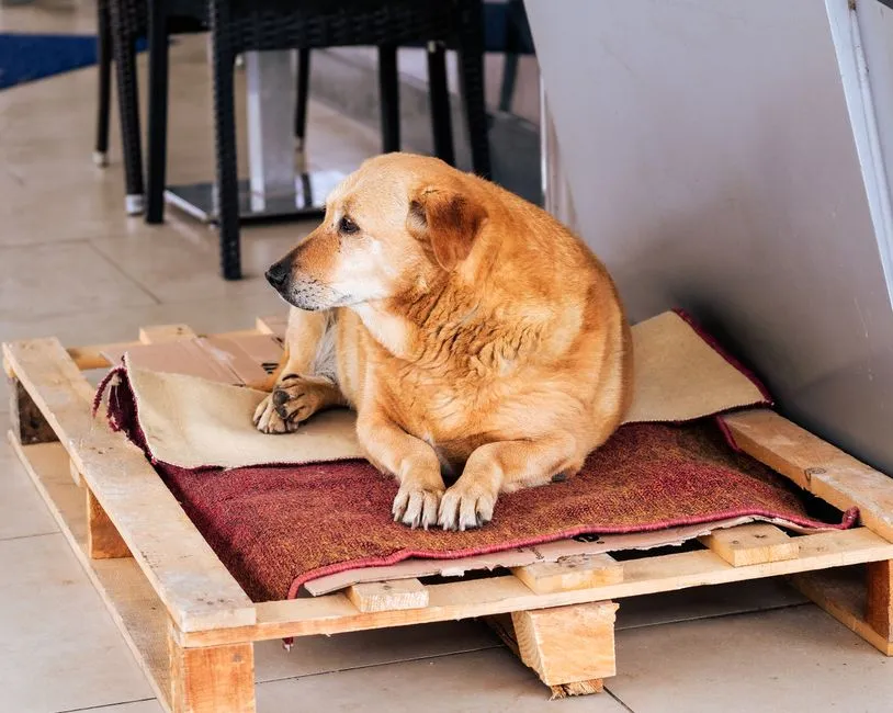 #1 - Their Old, Beat-Up Bed (Not the Fancy New One) (Image Credits: Pexels)