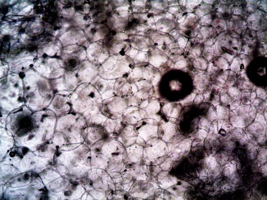 #5: Surviving Cells and What They Could Mean for Science (Image Credits: Pexels)