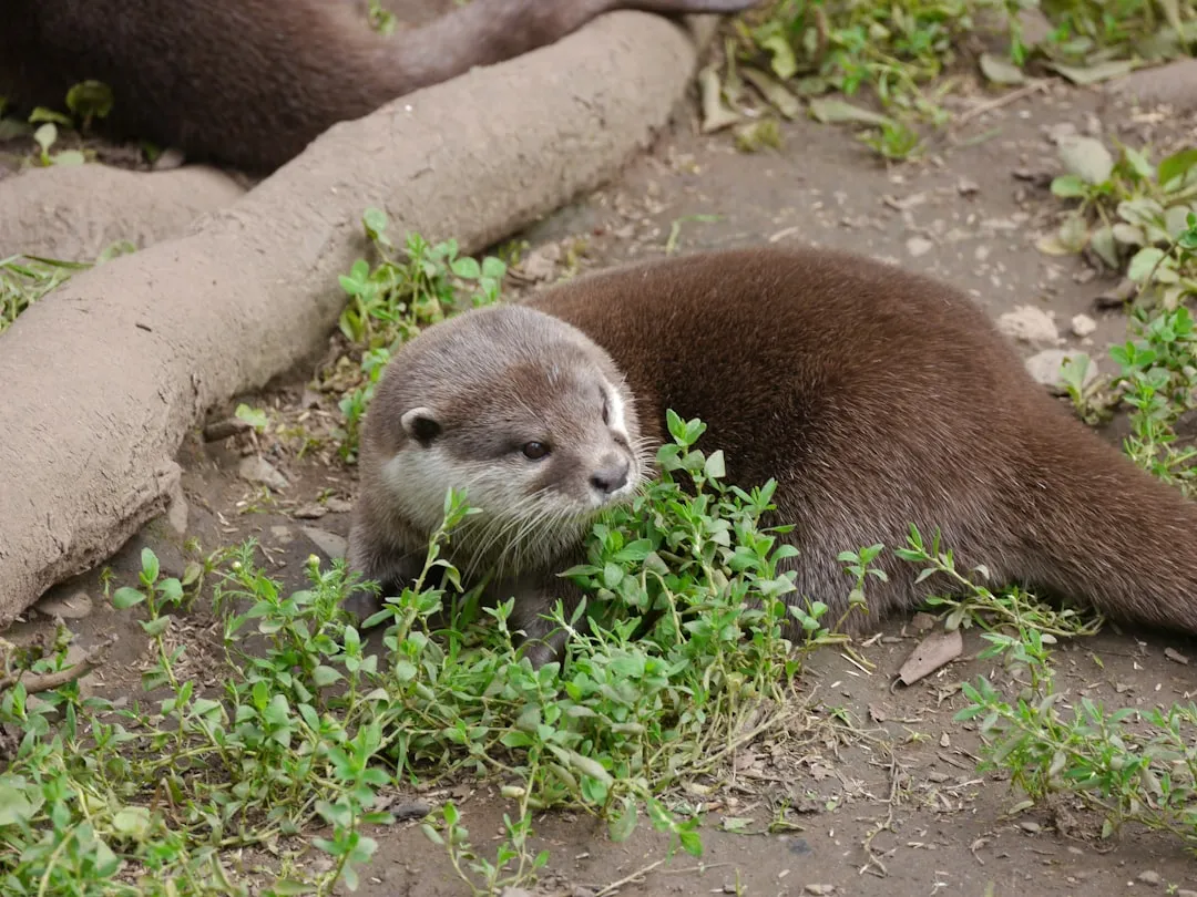 4. River Otters &ndash; Playful Fishermen Reclaiming Forgotten Waters (Image Credits: Unsplash)