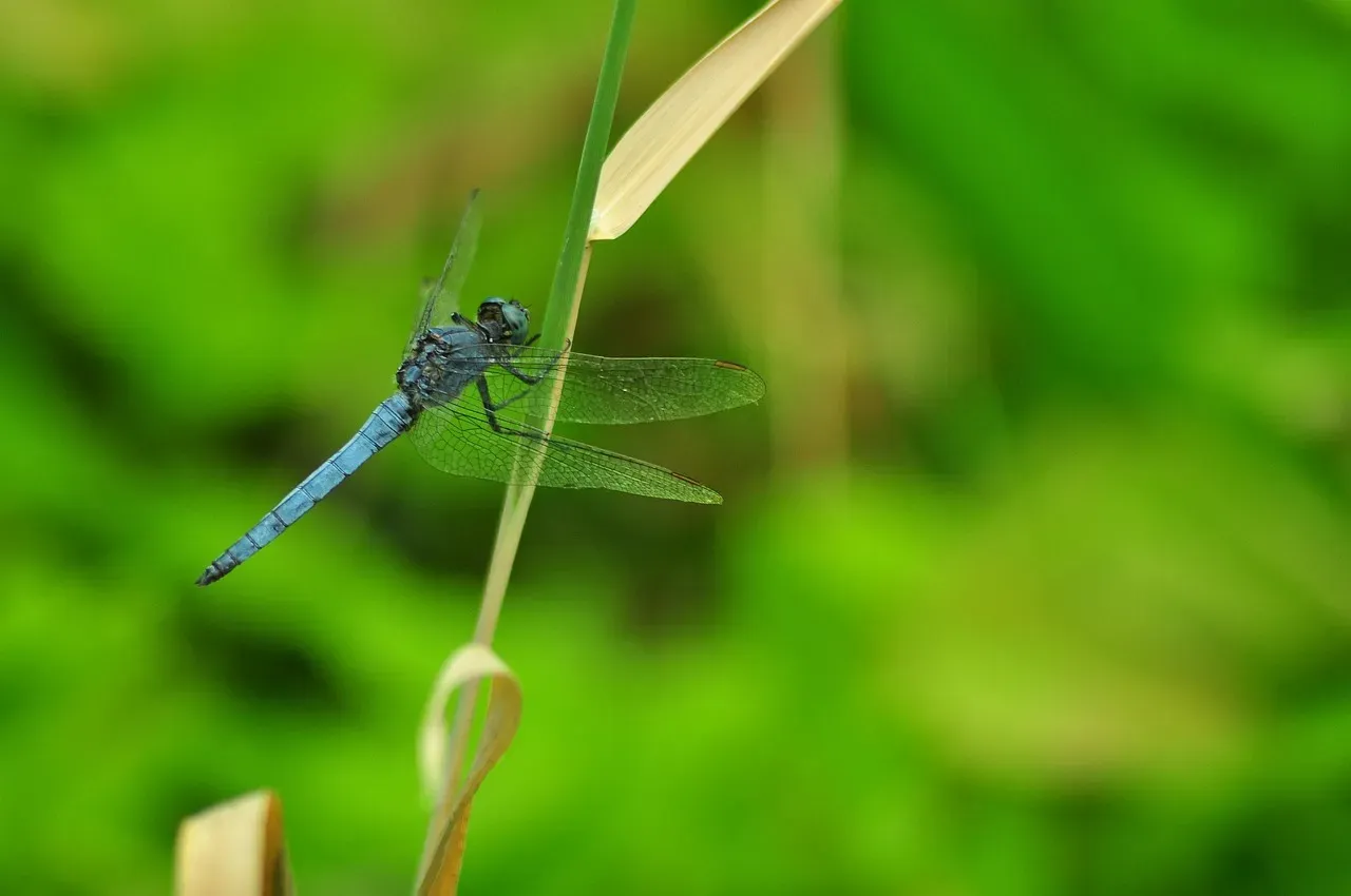 Dragonflies' Transcontinental Journey (Image Credits: Pixabay)