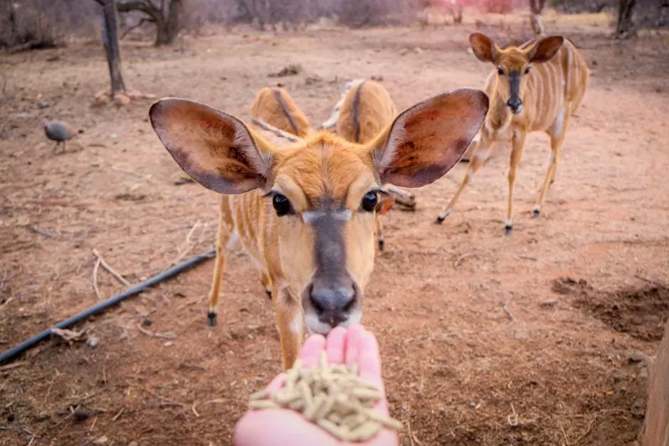 Human Food Is Genuinely Harmful to Wild Animals (Image Credits: Pexels)