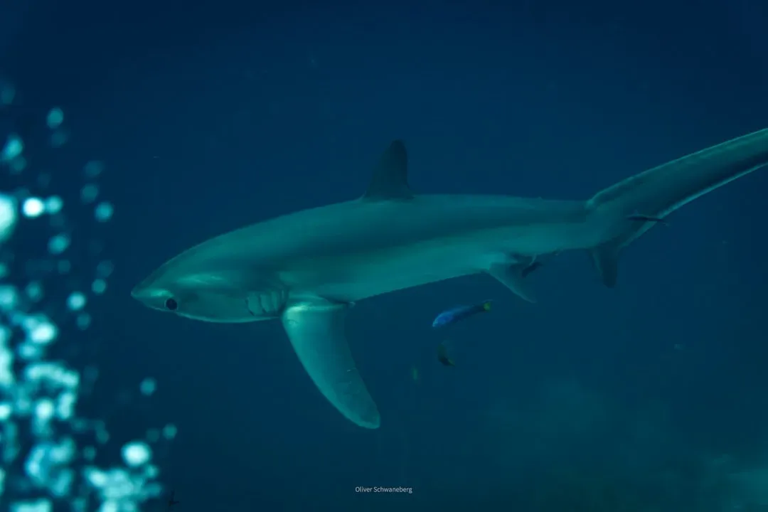 Aquarius: The Thresher Shark (Image Credits: Unsplash)