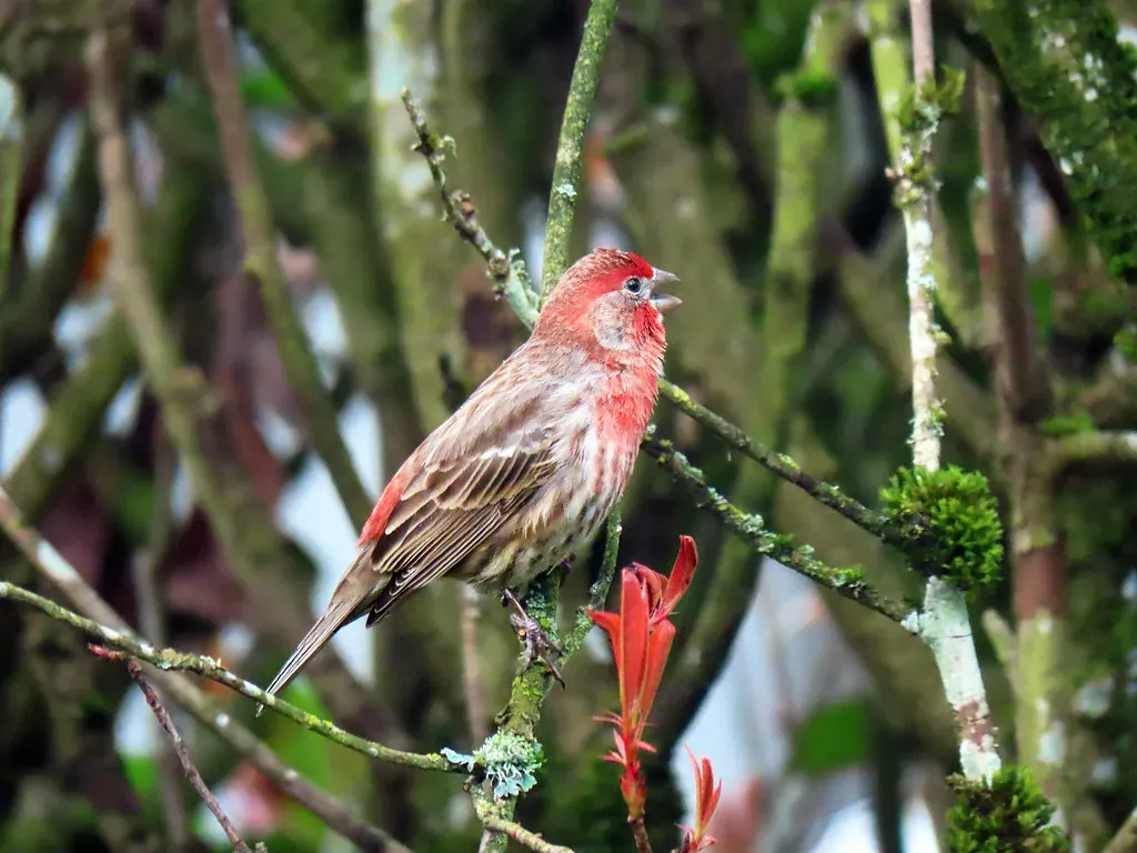 #4 Their Songs Stay Quiet Yet Constant (Birdman of Beaverton, Flickr, CC BY-SA 2.0)