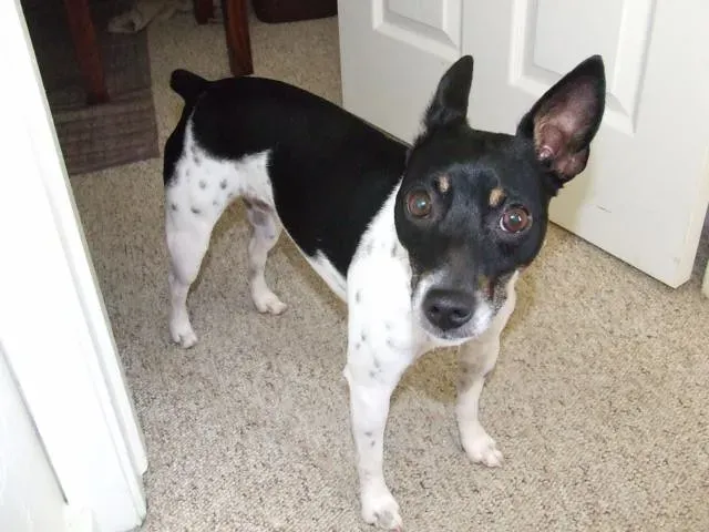 12. Rat Terrier: The Underrated Longevity Champion (DirectDish, Flickr, CC BY 2.0)