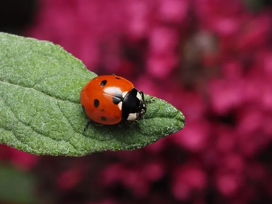 Avoid Pesticides and Herbicides (Image Credits: Pexels)