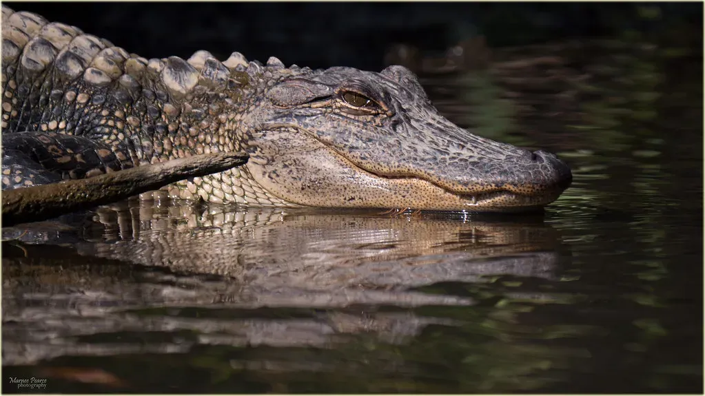Louisiana: The Unrivaled Gator Powerhouse (marneejill, Flickr, CC BY-SA 2.0)