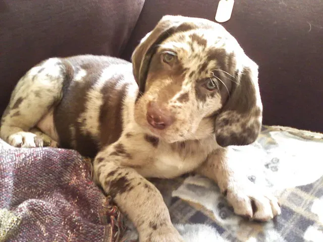 #4: The Catahoula Leopard Dog (By Barbie Jo, CC BY-SA 3.0)