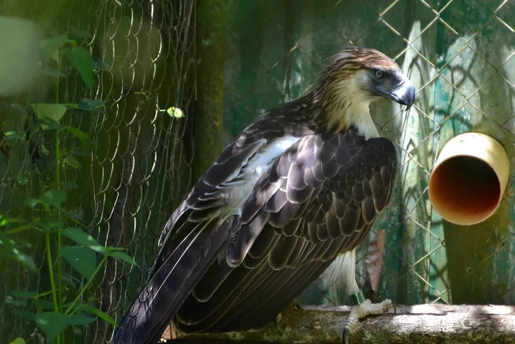 3. Philippine Eagle - A Critically Endangered Giant (shankar s., Flickr, CC BY 2.0)