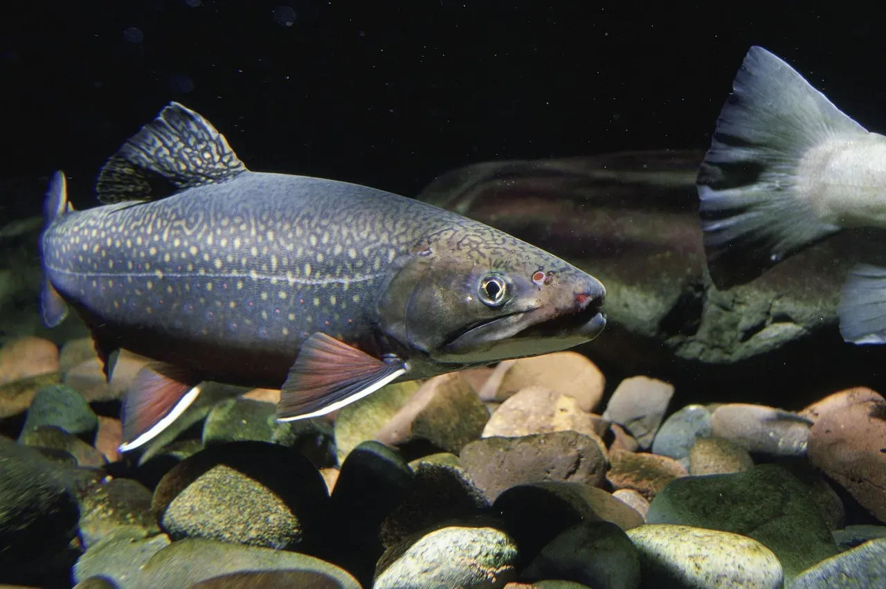 Pisces: The Brook Trout (Image Credits: Pixabay)