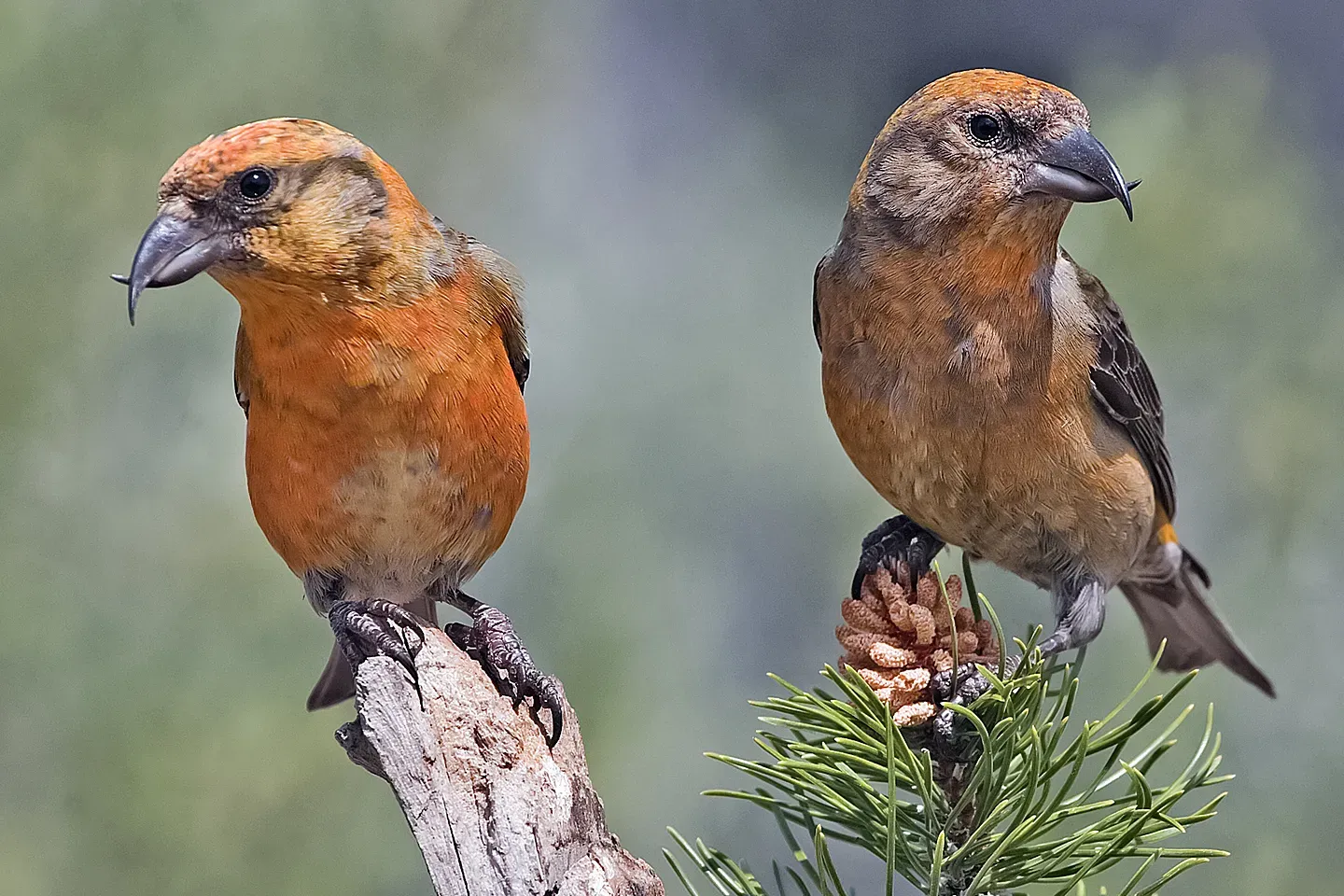 Red Crossbill: Cone-Cracking Twist (Image Credits: Wikimedia)
