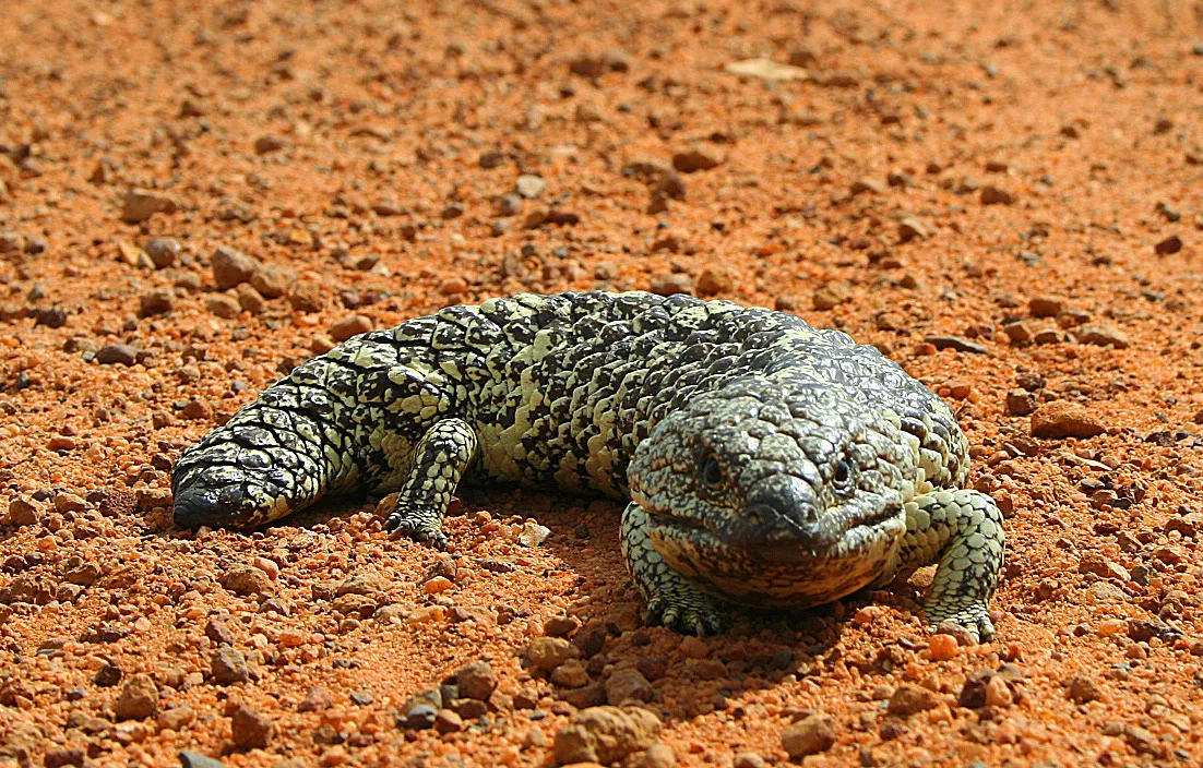 #15 - Sleepy Lizards Keep the Same Partner for 27 Years - And Fall Apart Without Them (Self-photographed, CC BY-SA 3.0)