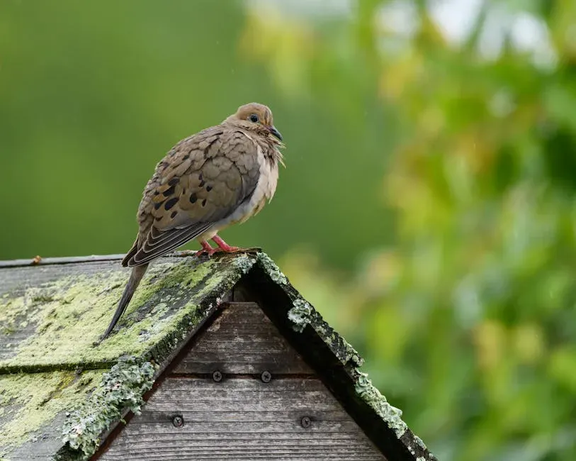 Green Rooftops High Above the Street (Image Credits: Pexels)