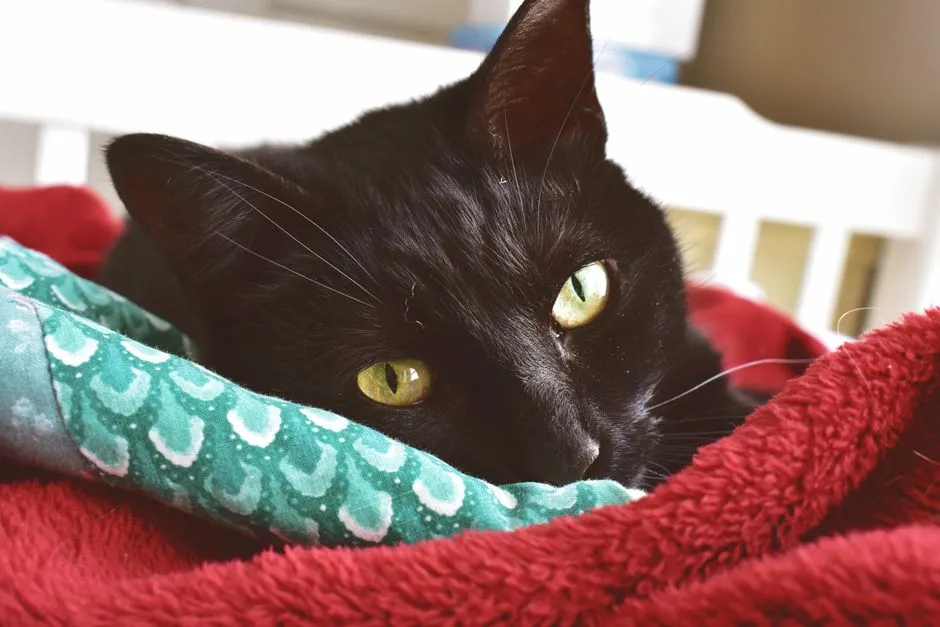 #8 - "Please Keep My World Warm and Soft" (Image Credits: Pexels)