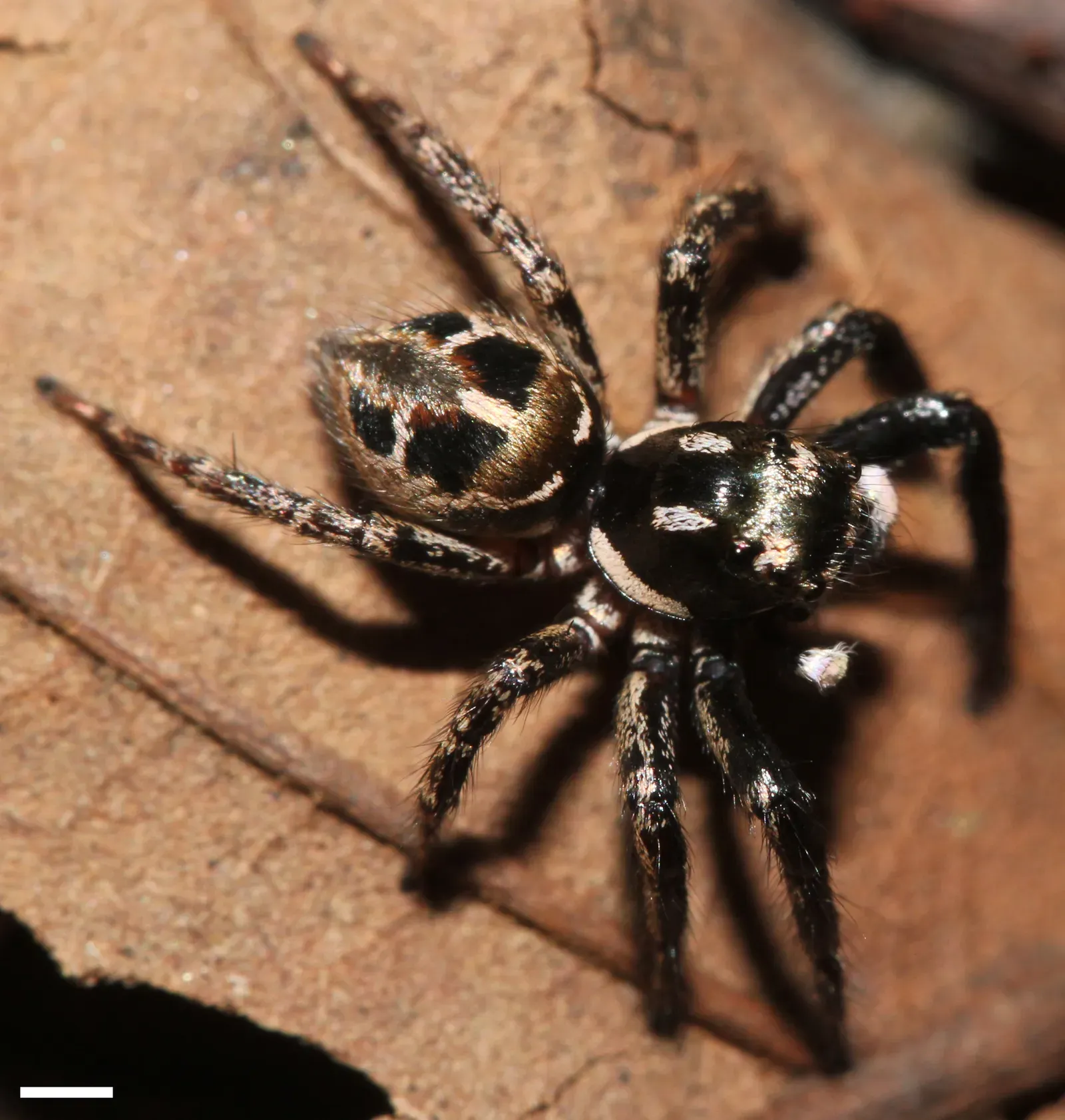 Why the World is Obsessed with This Iridescent Spider: The Psychedelic ...