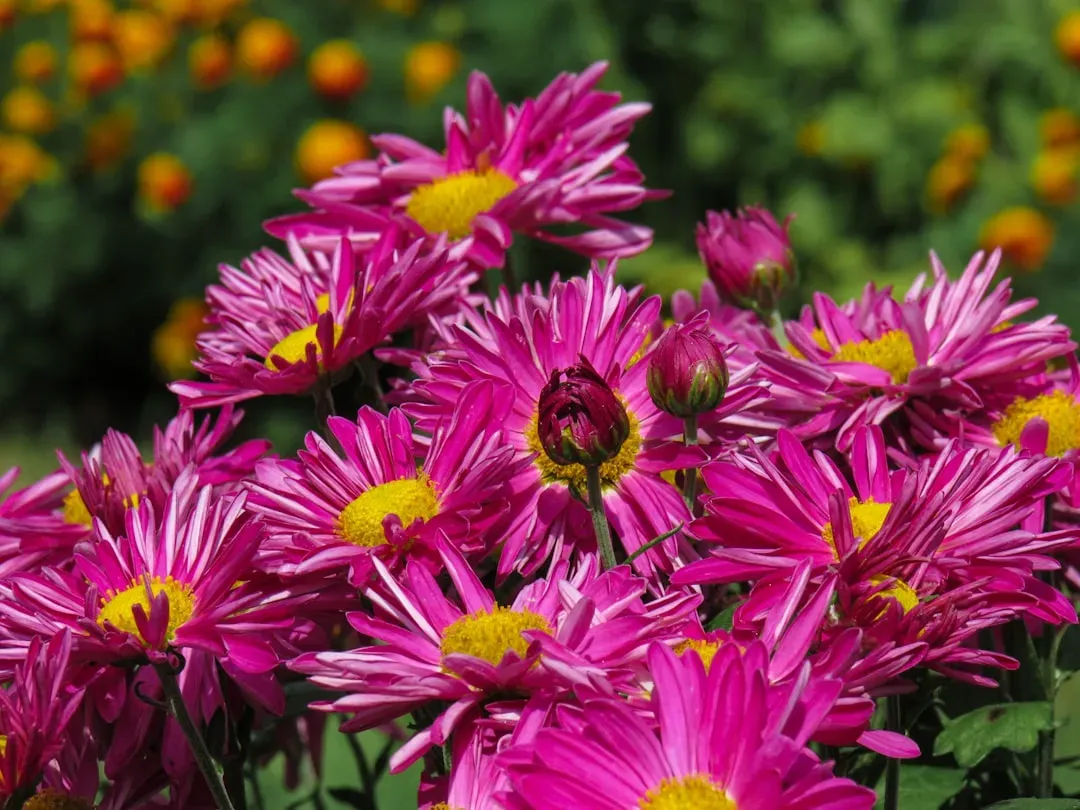 Chrysanthemums: Beautiful But Potentially Hazardous (Image Credits: Unsplash)