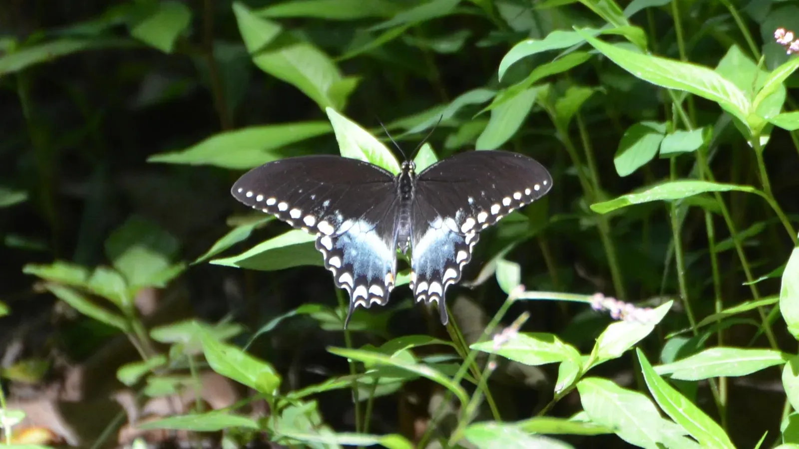Spicebush (Lindera benzoin) (Spicebush Swallowtail butterfly - male, CC BY 2.0)