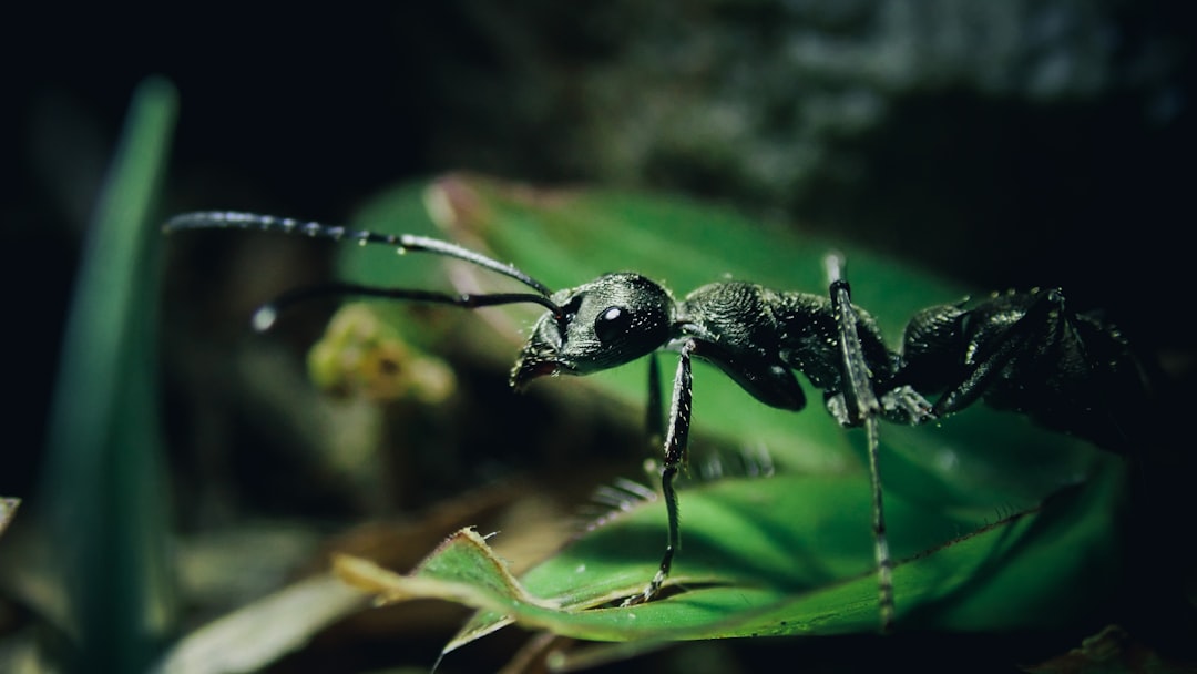 Disease-Carrying Insects That Attack at Night (Image Credits: Unsplash)