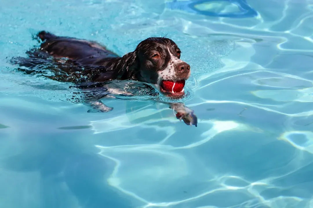 The Anatomy Advantage: What Makes Some Breeds Built for Water (Image Credits: Unsplash)