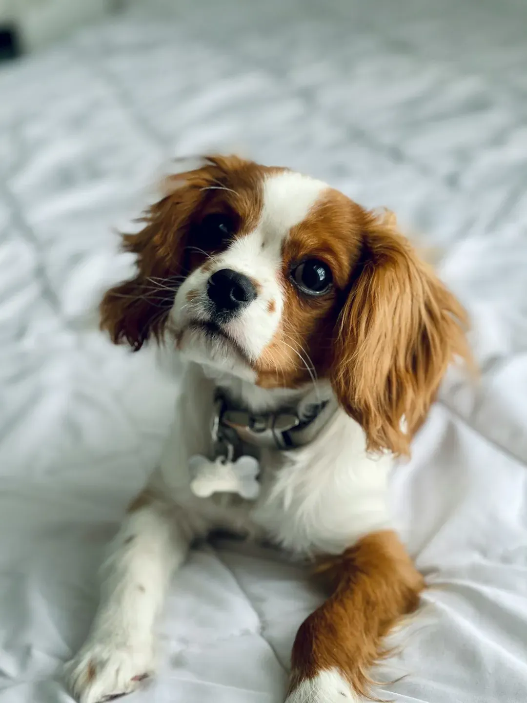 Libra Rising - The Cavalier King Charles Spaniel (Image Credits: Unsplash)