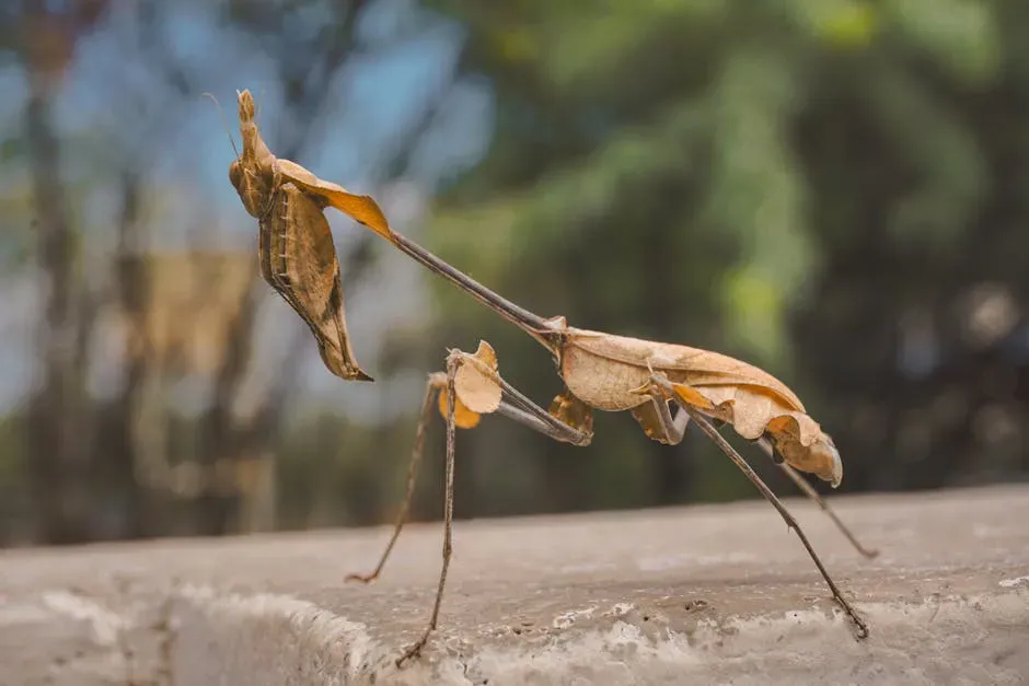 4. Mimicry: Looking Like Something You're Not (Image Credits: Pexels)