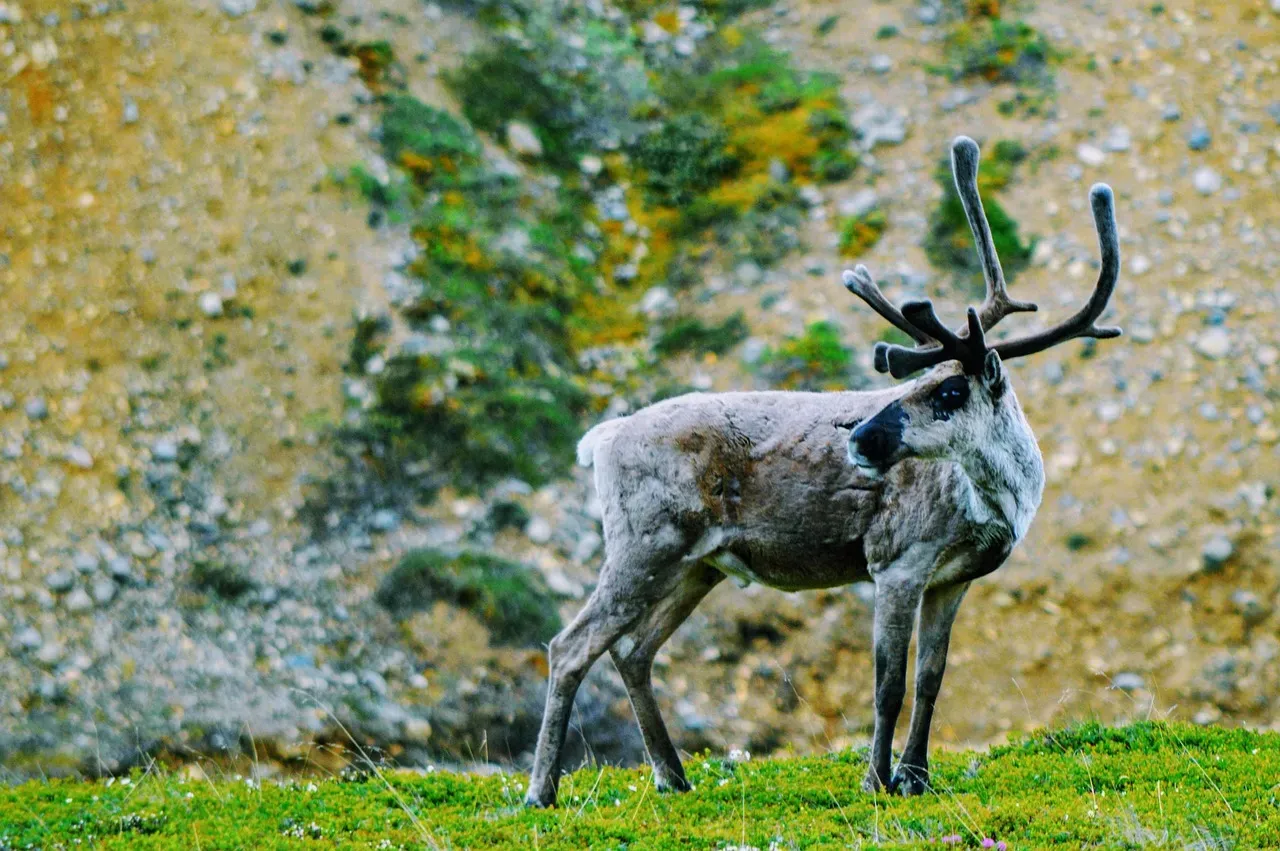 Caribou's Arctic Odyssey (Image Credits: Pixabay)