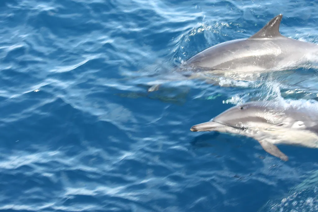 Do Dolphins Understand Identity The Way We Do? (Ken Lund, Flickr, CC BY-SA 2.0)