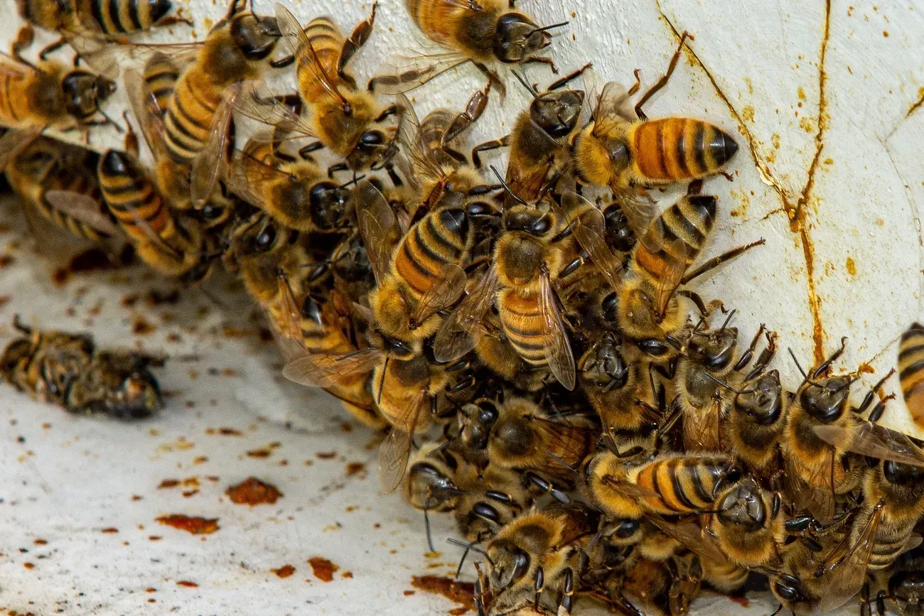 How Farmers Are Actively Supporting Bee Populations on Their Land (Image Credits: Rawpixel)