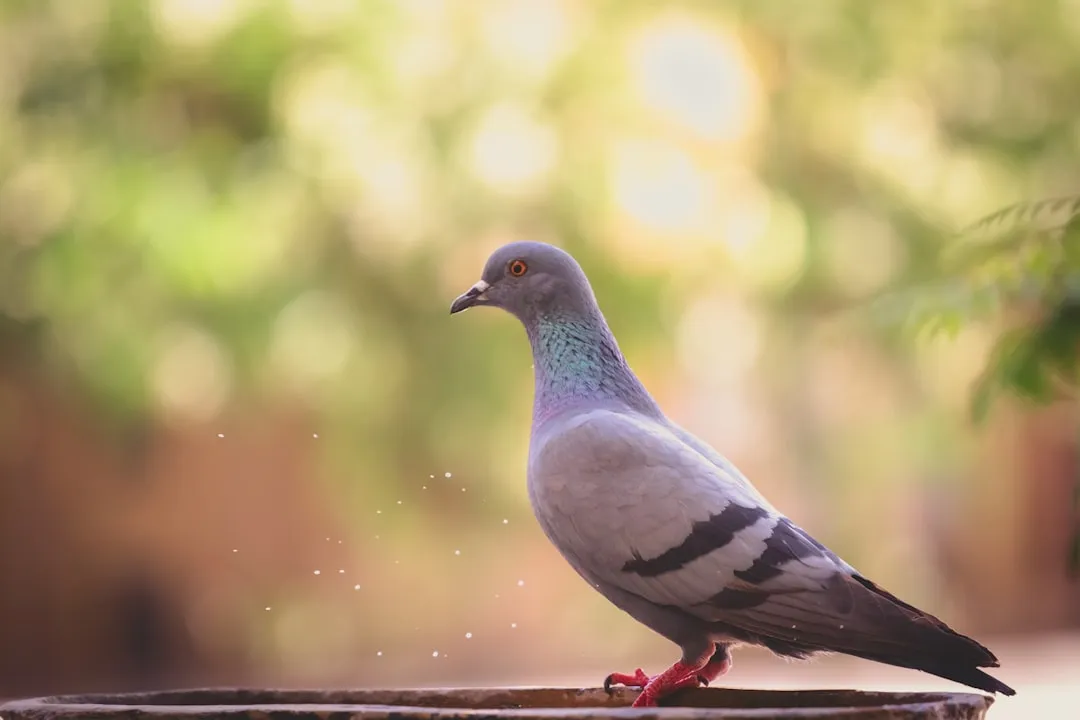 From Pecking At Pictures To Grasping Abstract Categories (Image Credits: Unsplash)