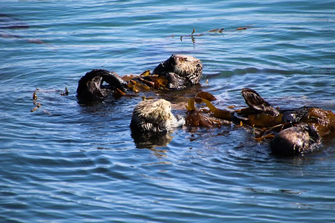 9. Southern Sea Otter: California's Kelp Forest Guardian Returns (Image Credits: Unsplash)