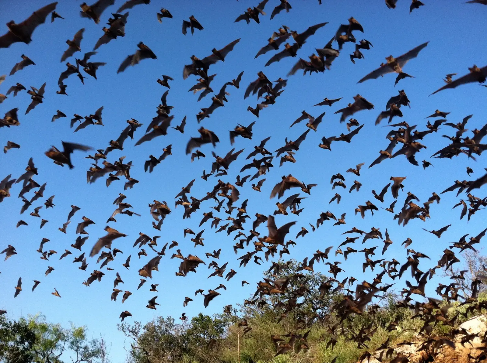 4. Austin, Texas: Bats, Salamanders, and a City That Embraces the Wild (Mexican free-tailed batsUploaded by Dolovis, Public domain)
