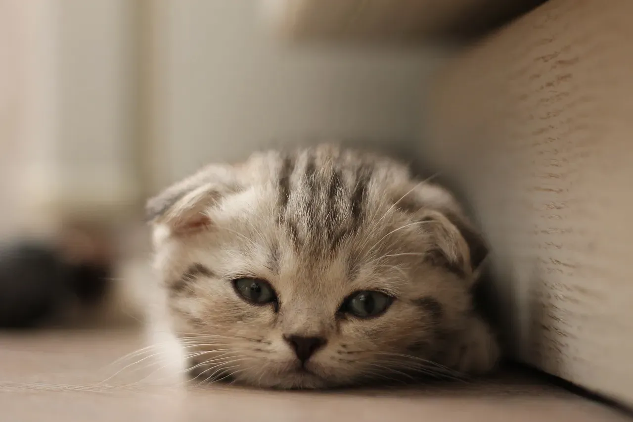 Scottish Fold: The Quiet Observer (Image Credits: Pixabay)