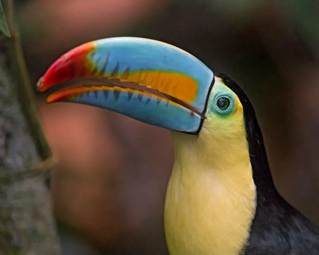 Sagittarius (November 22 &ndash; December 21): The Toucan (Image Credits: Flickr)