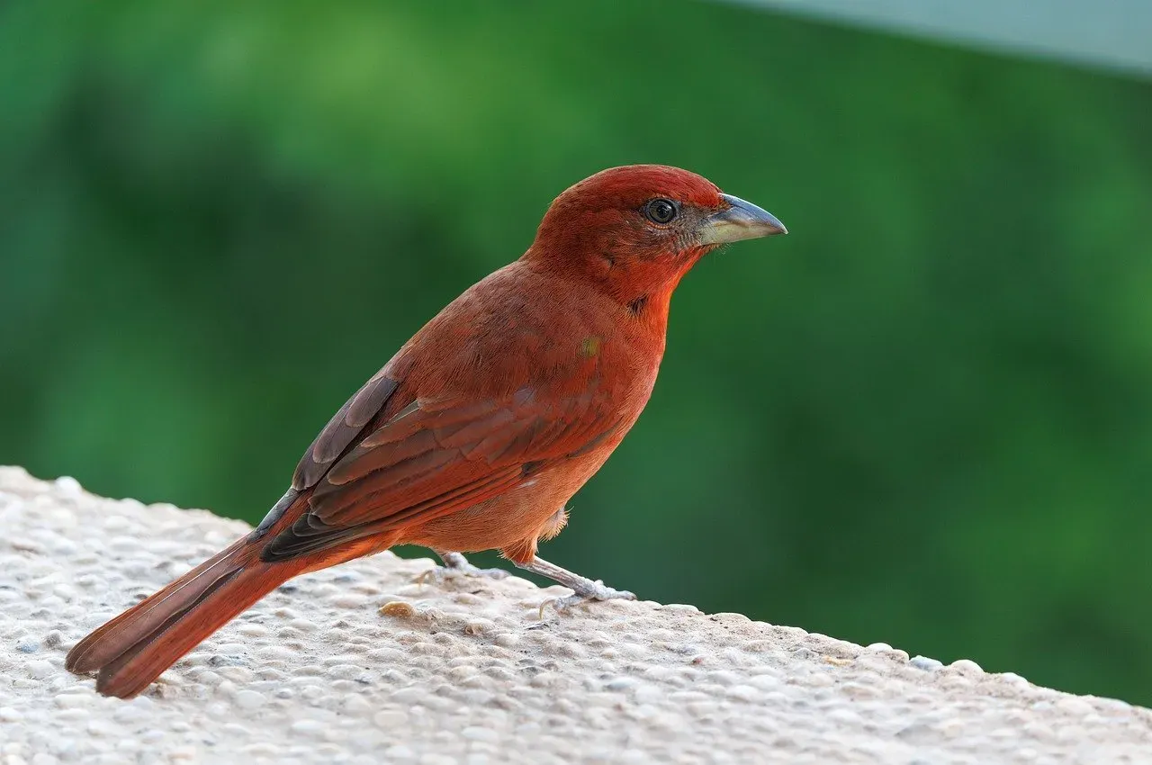 3. Scarlet Tanager: The Fiery Forest Jewel (Image Credits: Pixabay)