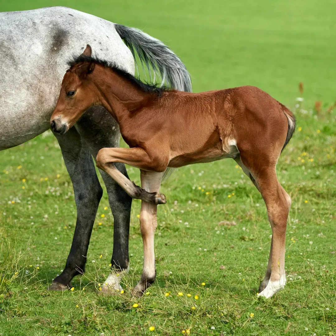 2. Breeding Cycles Are Falling Dangerously Out of Sync (Image Credits: Unsplash)