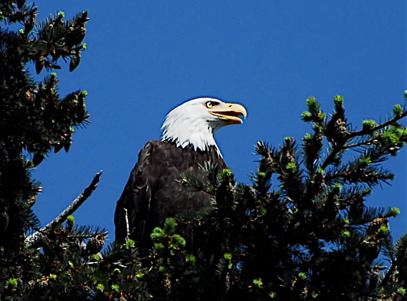 Keep a Birding Journal (Patrick Doheny, Flickr, CC BY 2.0)