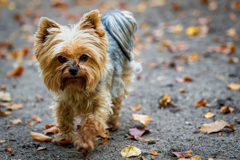Virgo: The Precise Yorkshire Terrier (Image Credits: Pexels)