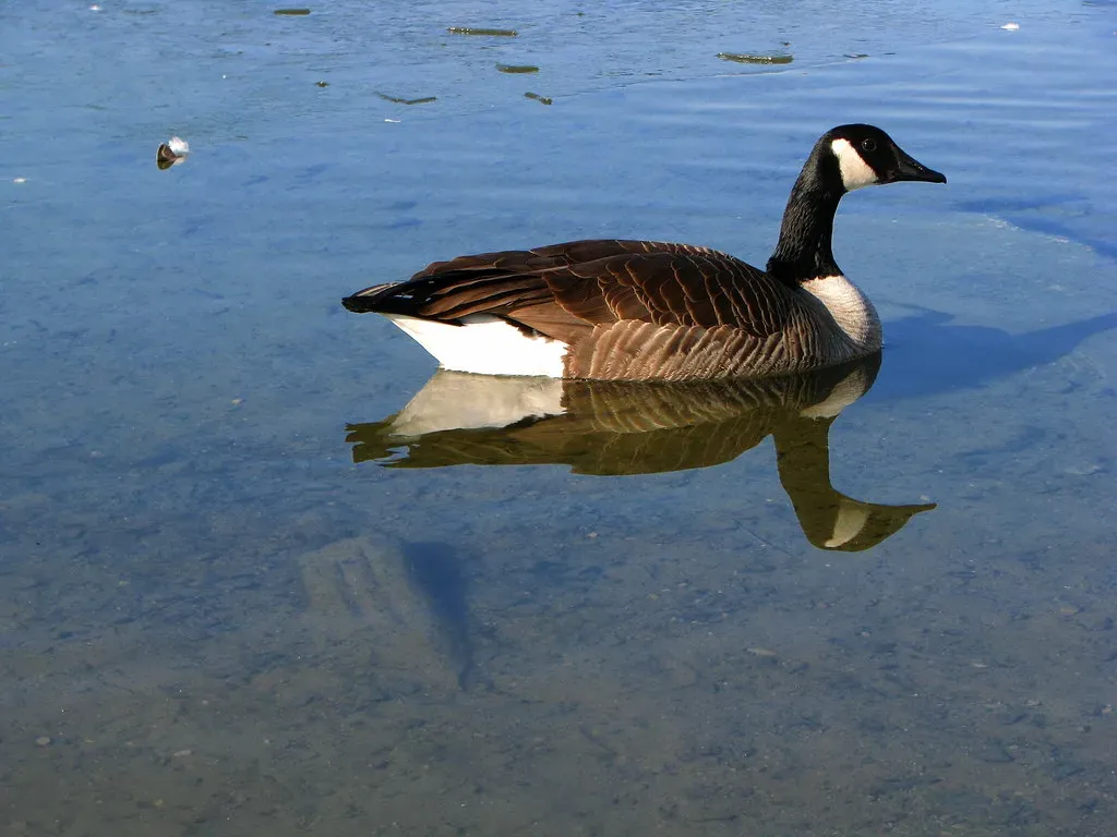 Capricorn (December 22 &ndash; January 19): The Goose (MSVG, Flickr, CC BY 2.0)