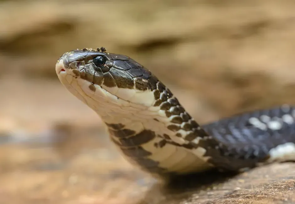 Scorpio (October 23 &ndash; November 21): The Snake (Image Credits: Pexels)