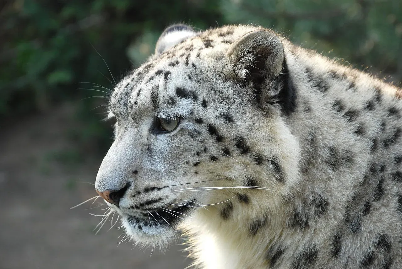 #1: They Are More Closely Related to Tigers Than to Leopards (Image Credits: Pixabay)