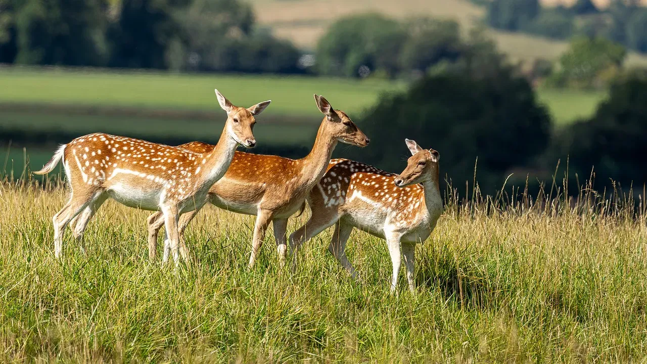 The Matriarch at the Center of It All (Image Credits: Pixabay)