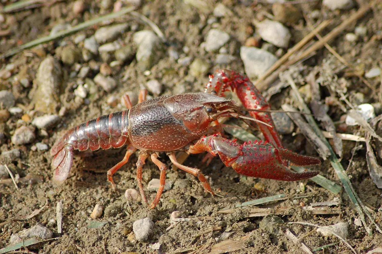 Their Claw Can Be Half the Size of Their Entire Body (Image Credits: Pixabay)