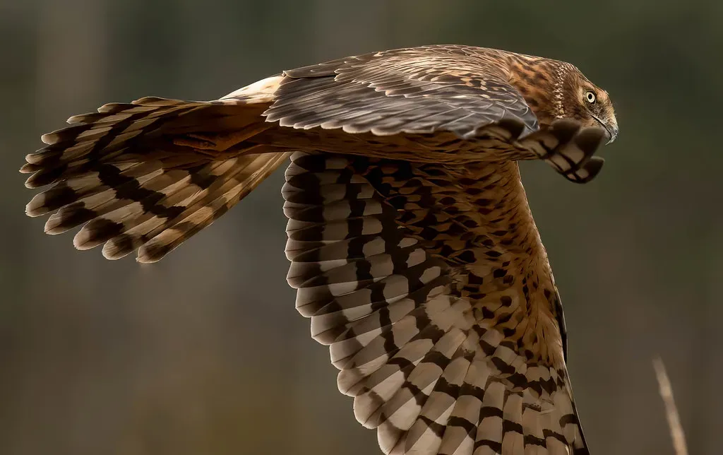 Northern Harrier: The Low-Flying Owl-Faced Hawk (Image Credits: Flickr)