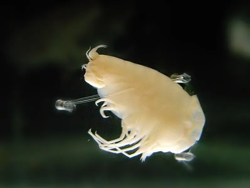 2. The Hadal Amphipod: Scavenger Built for the Abyss (By Daiju Azuma, CC BY-SA 2.5)