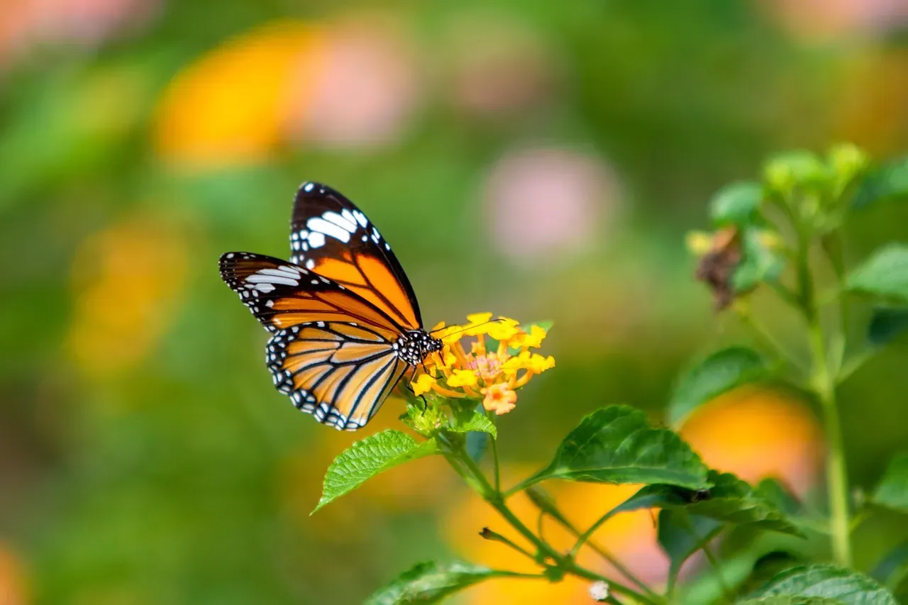 Lantana: The Heat-Tough Crowd-Pleaser (Image Credits: Pixabay)