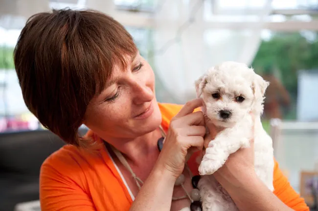 #7 - Bichon Frise: Cute, Social, and Easily Overwhelmed Alone (Wedding Photography by Jon Day, Flickr, CC BY 2.0)