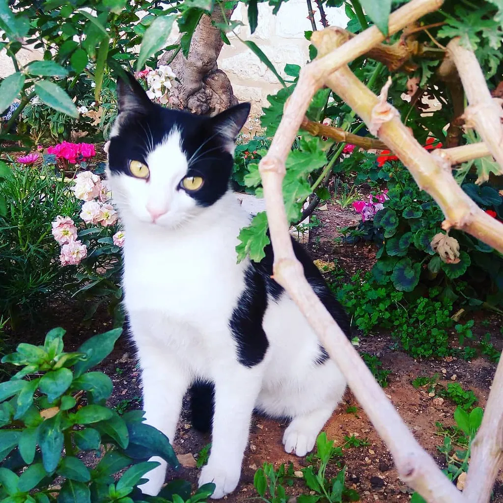 #10 - They Start Ignoring Your Pet (Within Limits) (ありまん, Flickr, CC BY 2.0)