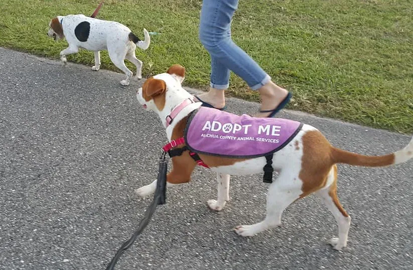 You're Fighting Back Against Puppy Mills and Overpopulation (Image Credits: Flickr)